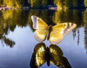 AI-23-AZURORA-GOLD-SCHMETTERLING12