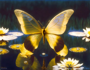 AI-23-AZURORA-GOLD-SCHMETTERLING18