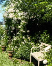 AI-23-AZURORA-GARTEN-ROSEN2