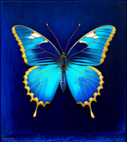 AI-23-AZURORA-BLAU-SCHMETTERLING-4