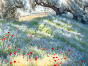 AI-23-AZURORA-LANDSCHAFT-MOHNWIESE2