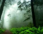 AI-23-AZURORA-LANDSCHAFT-WALD4