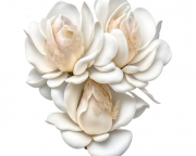 AI-23-AZURORA-BLUME-MAGNOLIE1