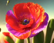 AI-23-AZURORA-BLUME-MOHN13