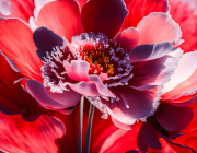 AI-23-AZURORA-BLUME-MOHN8