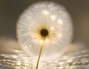 AI-23-AZURORA-BLUME-PUSTE1