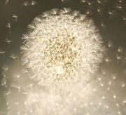 AI-23-AZURORA-BLUME-PUSTE3