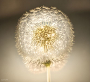 AI-23-AZURORA-BLUME-PUSTE4