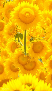 AI-23-AZURORA-BLUME-SONNE2