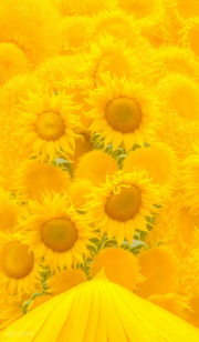 AI-23-AZURORA-BLUME-SONNE5