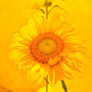 AI-23-AZURORA-BLUME-SONNE8