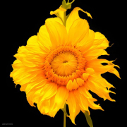 AI-23-AZURORA-BLUME-SONNE9