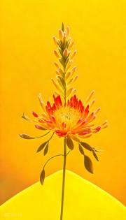 AI-23-AZURORA-BLUME-YELLOW1