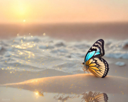 SCHMETTERLING-STRAND2