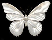 SCHMETTERLING106