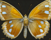 SCHMETTERLING38