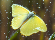 SCHMETTERLING63I-23-AZUROR