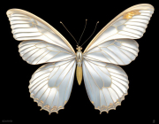 AI-23-AZURORA-TIER-SCHMETTERLING-SEIDE2