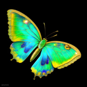 AI-23-AZURORA-TIER-SCHMETTERLING-SEIDE4