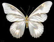 AI-23-AZURORA-WEISS-BUTTERFLY2