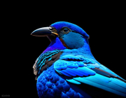 AI-23-AZURORA-TIER-VOGEL2